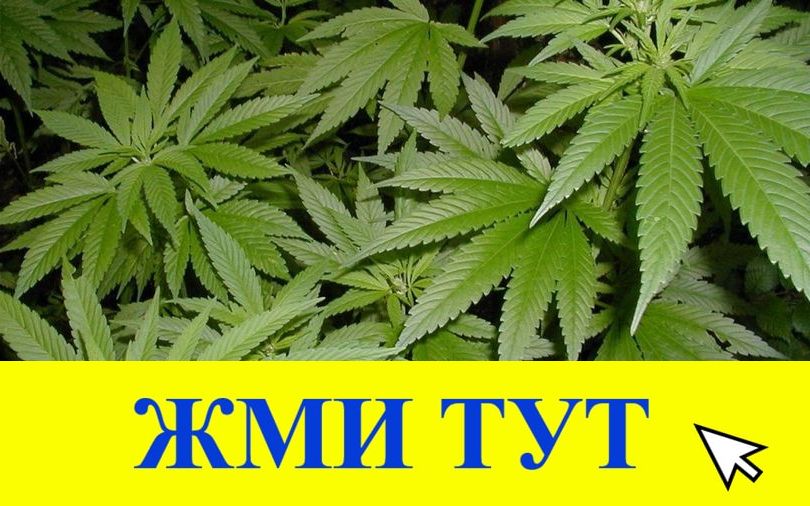 Купить наркотики в Микуни